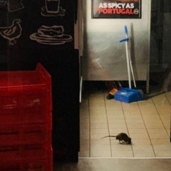 Chuột, mối nguy hại của nhà hàng, bếp ăn