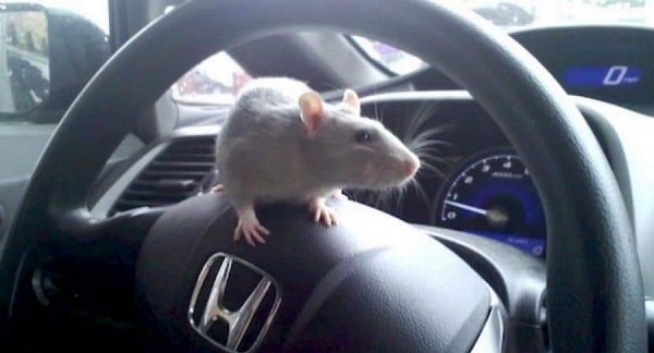 Muôn cách chống chuột phá ôtô trong mùa dịch