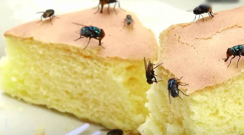 ruồi loài động vật ăn tạp